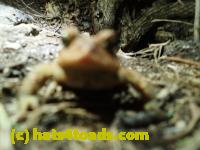 /home//u458753944/public_html/sourcegallery//Roxborough Toad Detour/2013-2019/2017/P4110701.JPG
